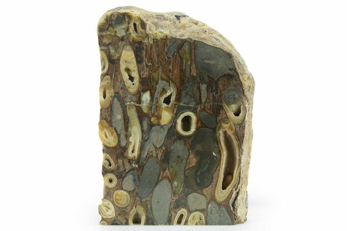 Polished Fossil Teredo (Shipworm Bored) Wood - England #351118